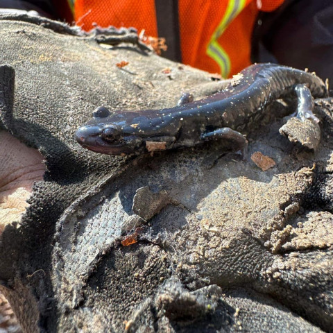 Salamander